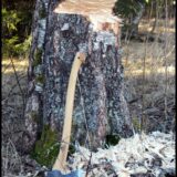 Yxan slår motorsågen – Läran om huro träd ska fällas