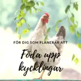 Föda upp kycklingar för att bli självförsörjande på mat
